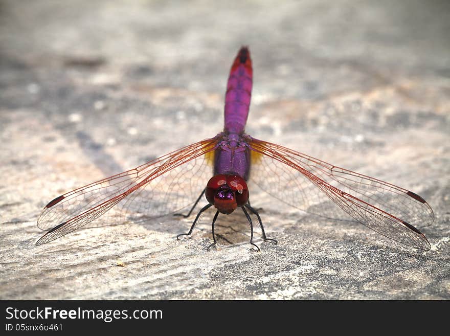 Dragonfly resting on a wall in the evening sun