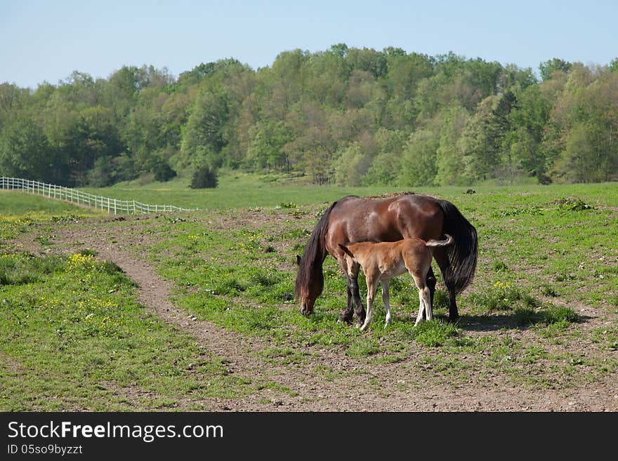 Horse with foal