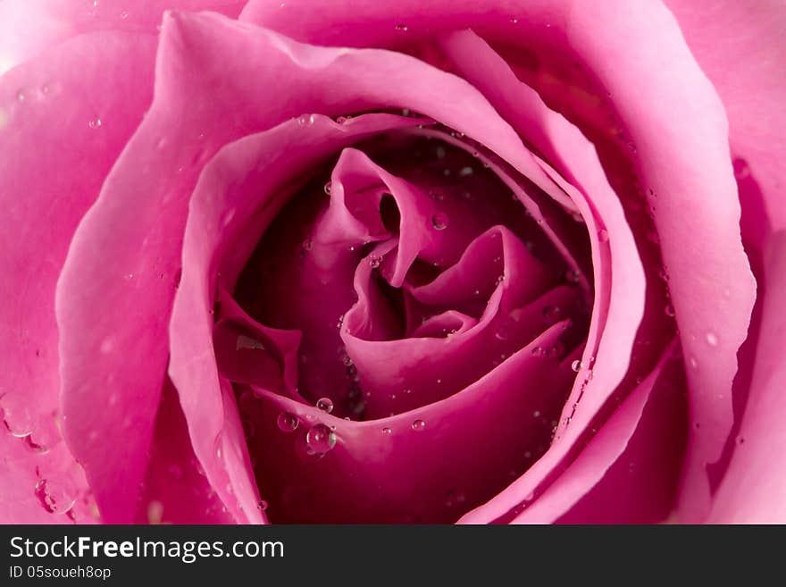 Roses close-up