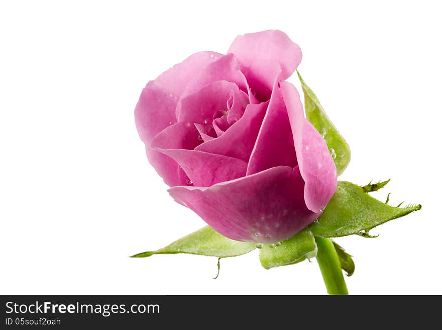 Purple roses isolated on white. Purple roses isolated on white