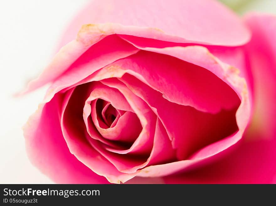 Close-up of purple roses on white. Close-up of purple roses on white