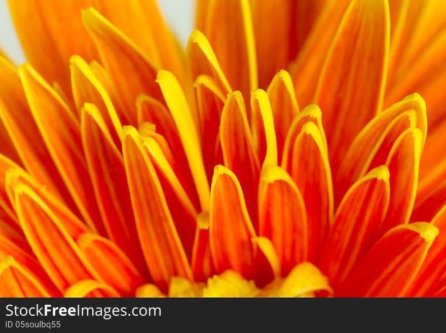 Close-up of gerbera petals