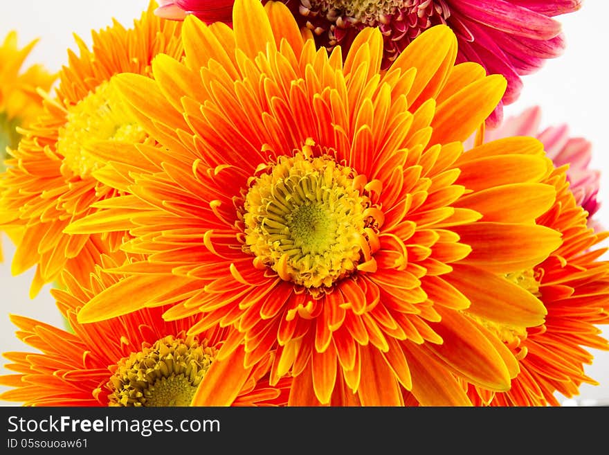 Gerbera Flowers