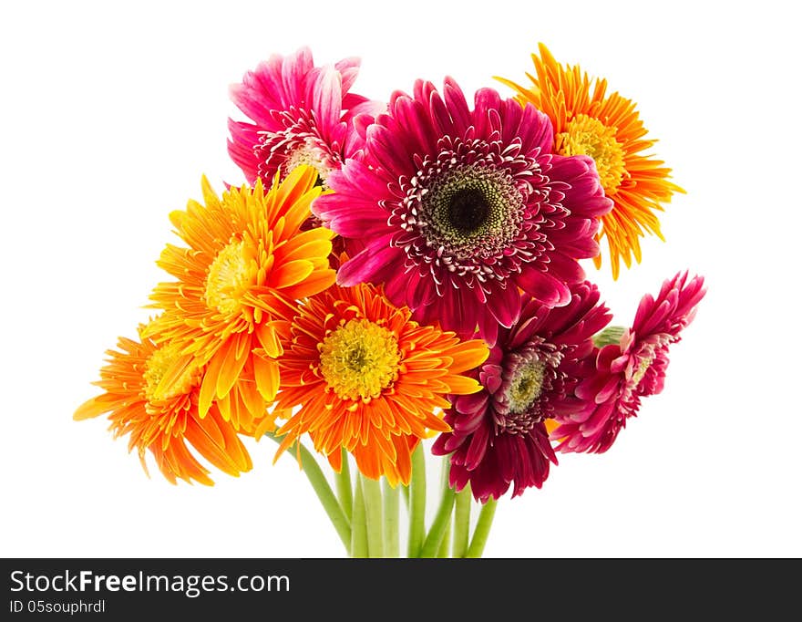 Gerbera flowers