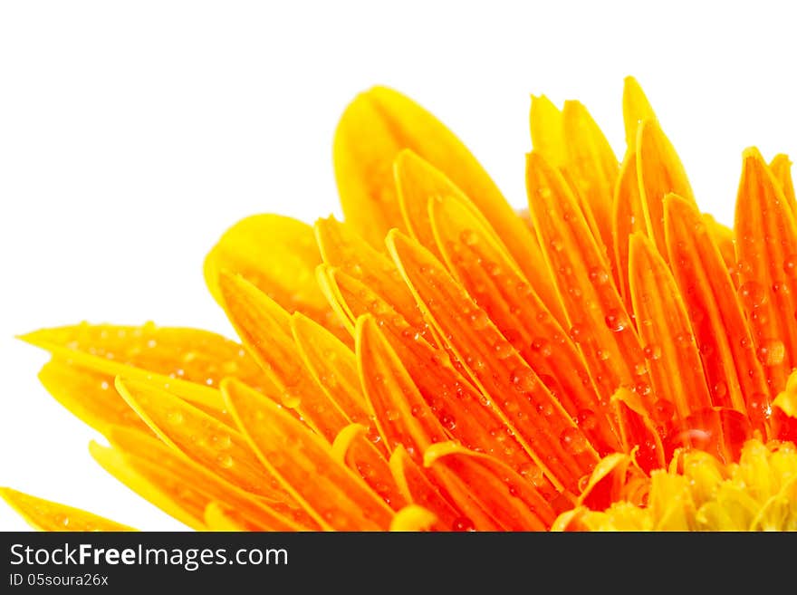 Close-up of drops on gerbera petal. Close-up of drops on gerbera petal