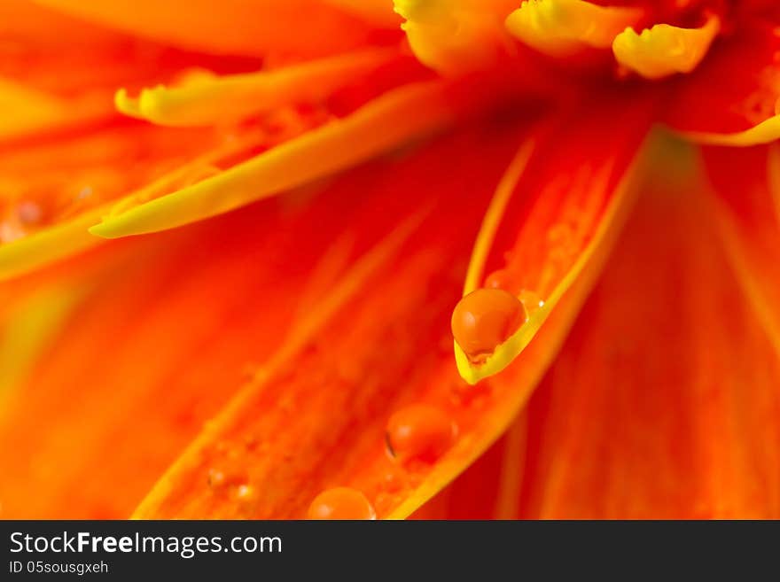 Close-up of drops on gerbera petal. Close-up of drops on gerbera petal