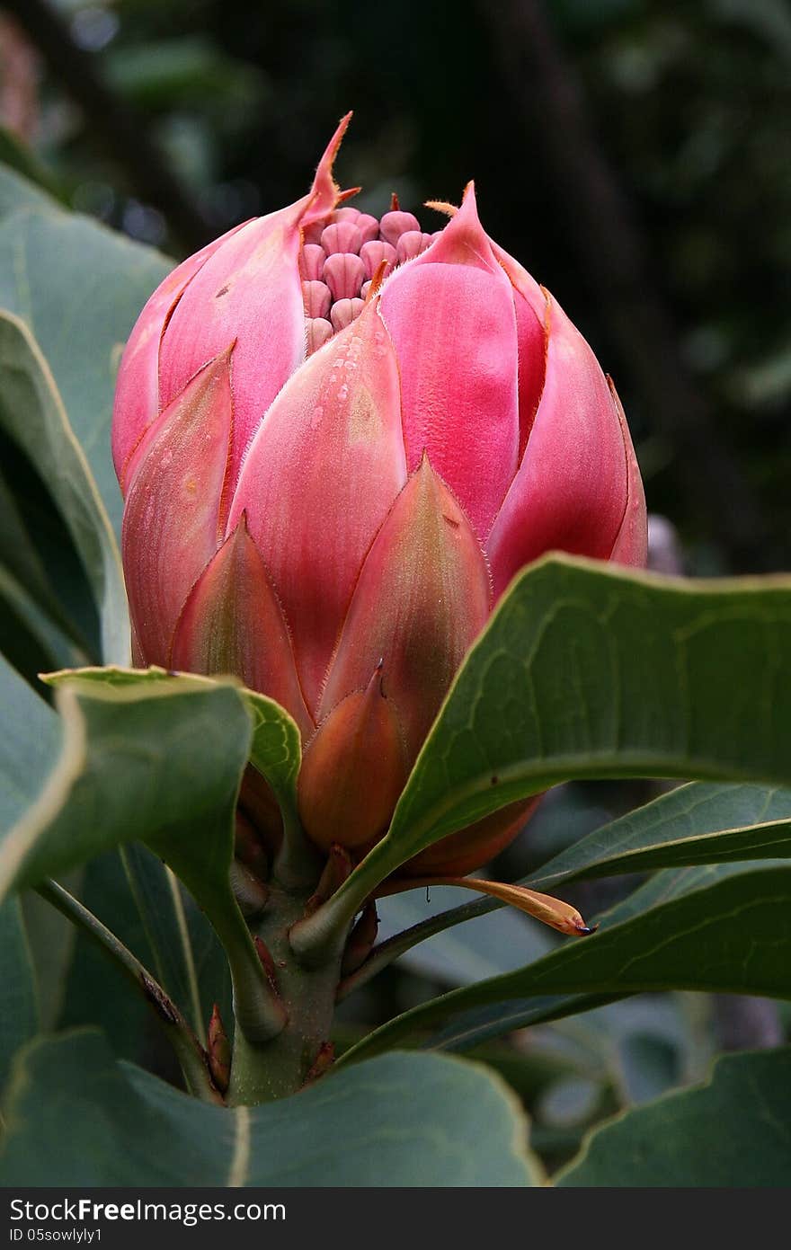 I believe this is the bud of a Waratah which is an Australian wildflower. I believe this is the bud of a Waratah which is an Australian wildflower