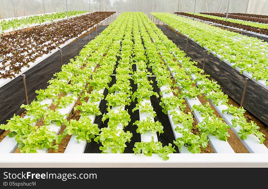 Organic Hydroponic Vegetable Farm