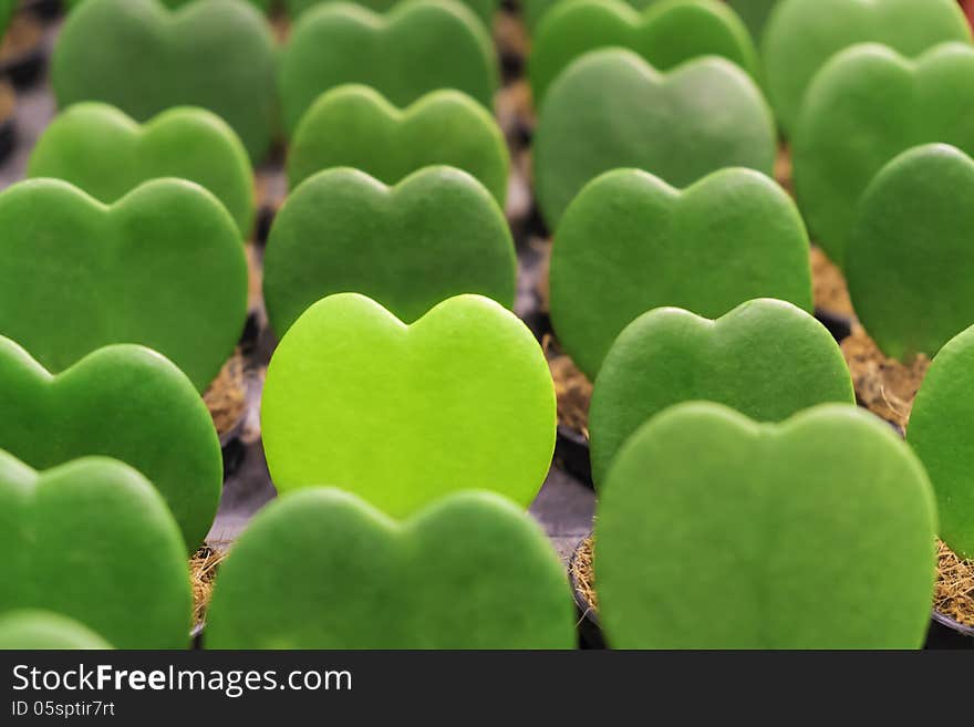 Group of green heart shape plant in row with one light green stand out