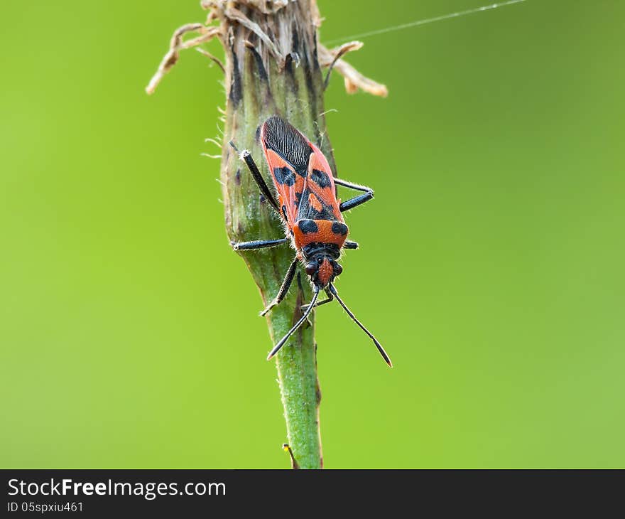 Plant bug (Corizus hyoscyami) on a flower.