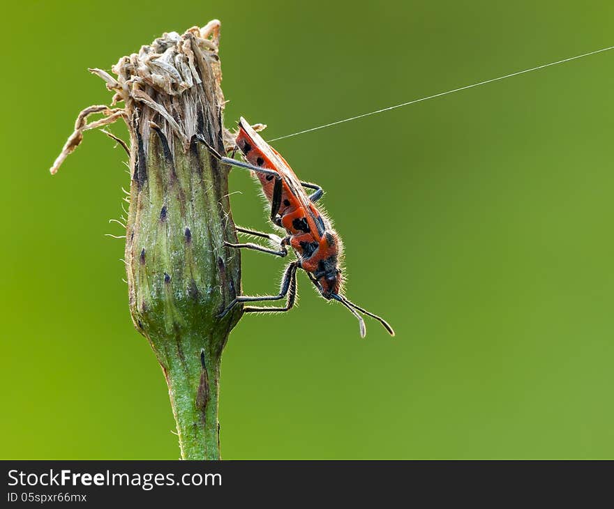 Plant bug (Corizus hyoscyami) on a flower.