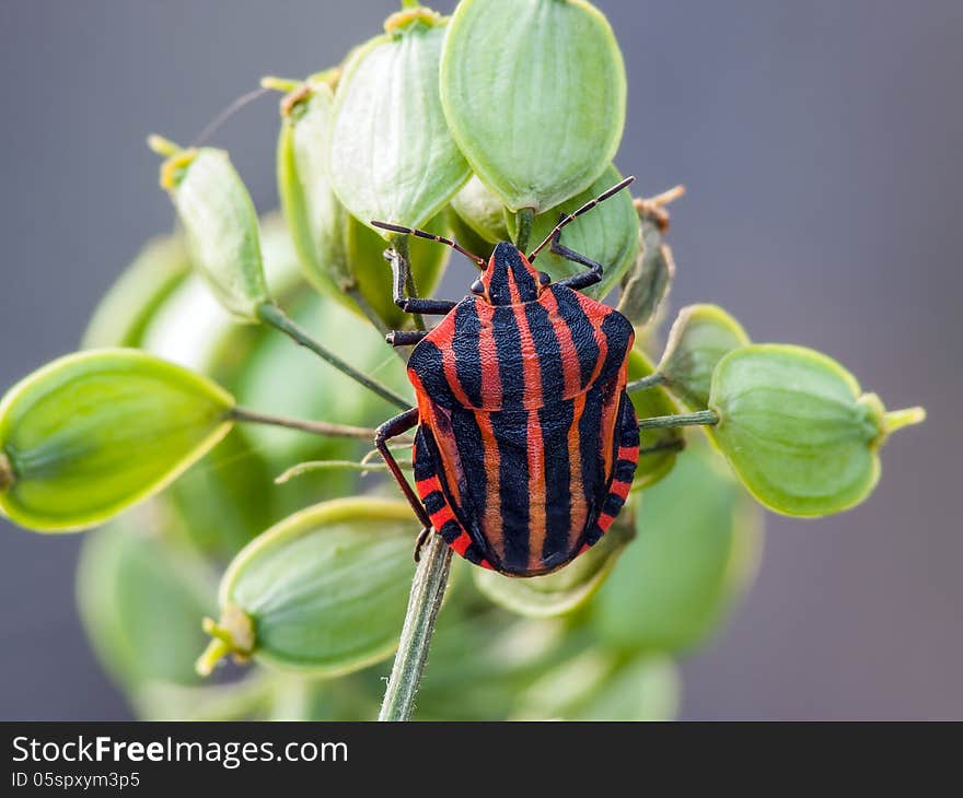 Striped shieldbug (Graphosoma lineatum) oa a green plant. Striped shieldbug (Graphosoma lineatum) oa a green plant.