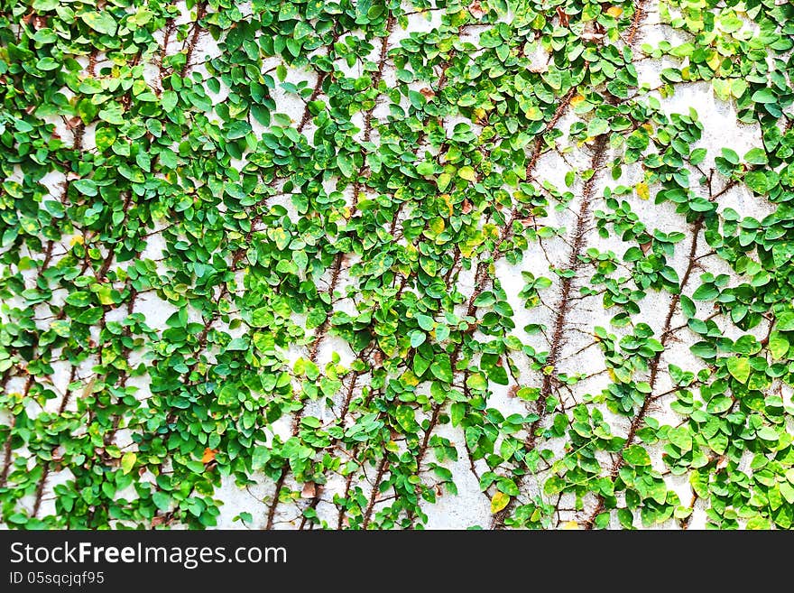 Green leaves background and texture