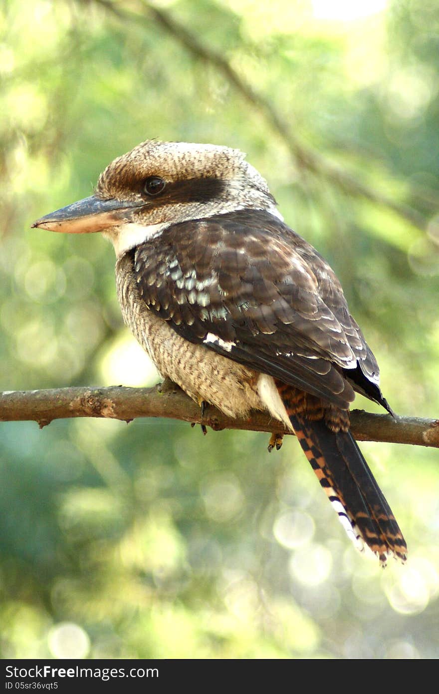 A close-up look at a fine example of a member of the Kingfisher family - The Australian Kookaburra. A close-up look at a fine example of a member of the Kingfisher family - The Australian Kookaburra