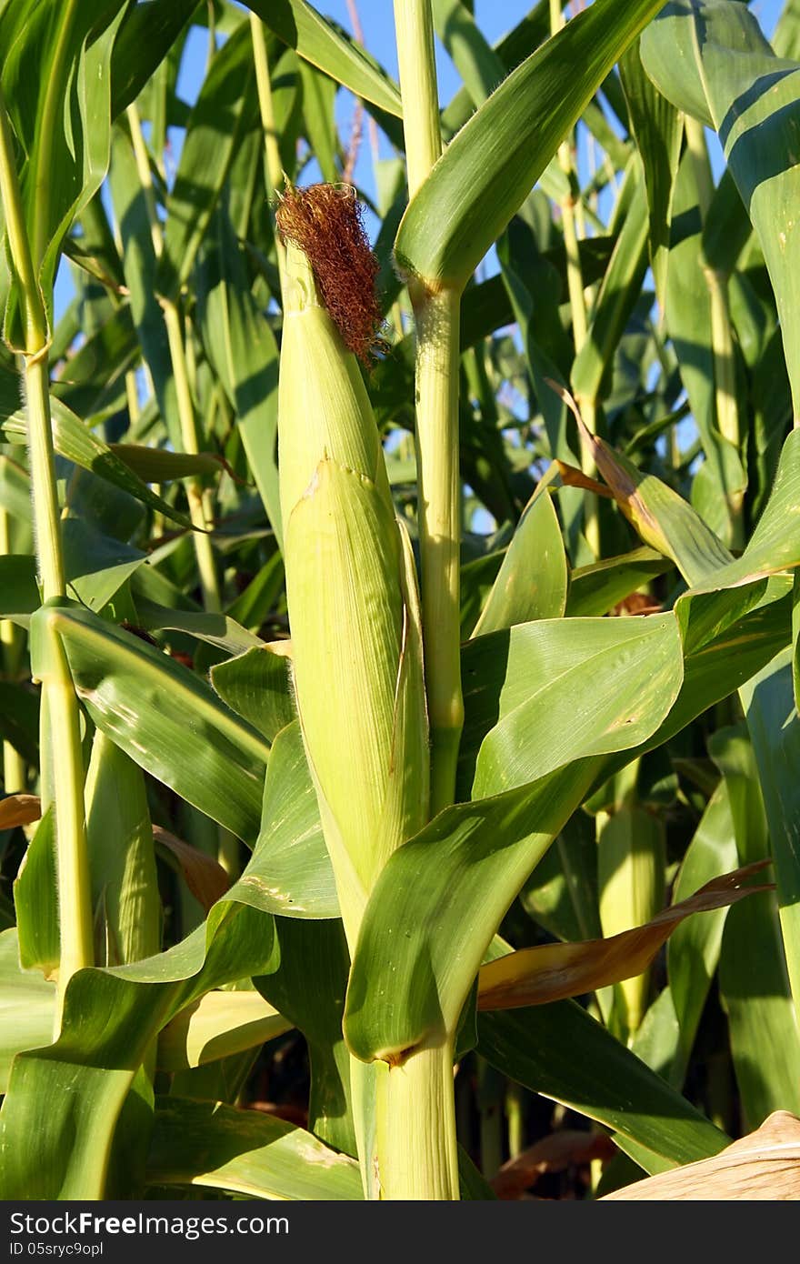 Closeup of a ripe corn cob. Closeup of a ripe corn cob.