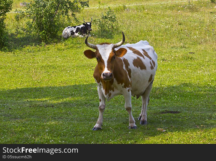 Cattle on pasture