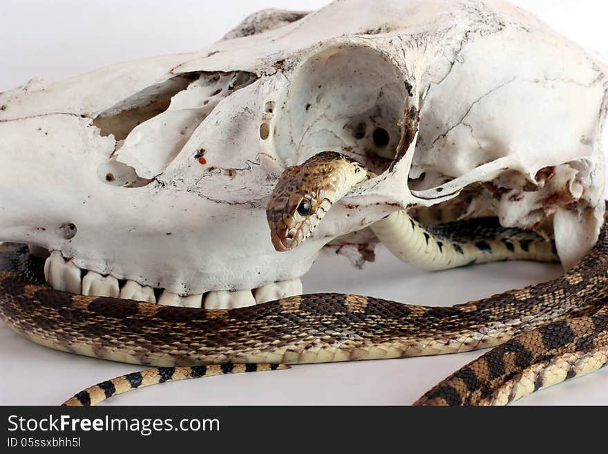 Snake and Skull