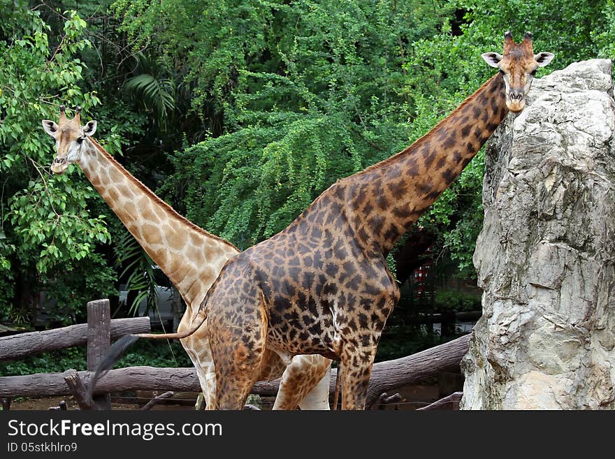 Giraffe with green nature background