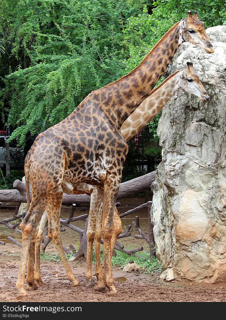 Couple giraffe in the zoo