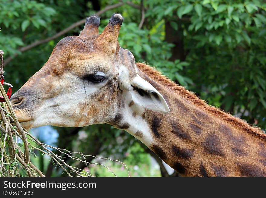 Closeup of giraffe with green nature background