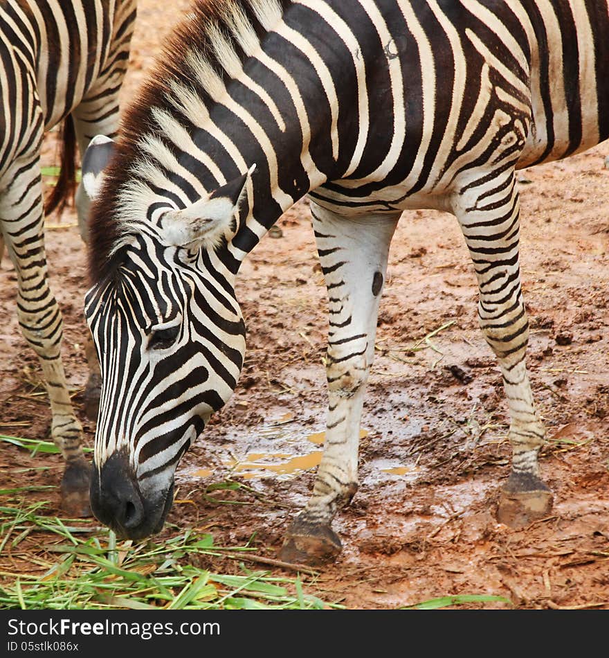 Closeup of zebra in the zoo