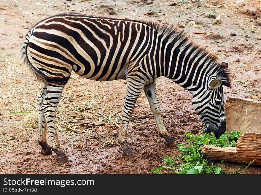 A zebra in the zoo