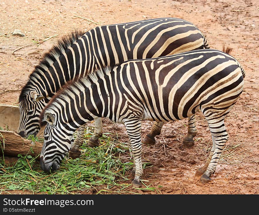 Group of zebra in the zoo