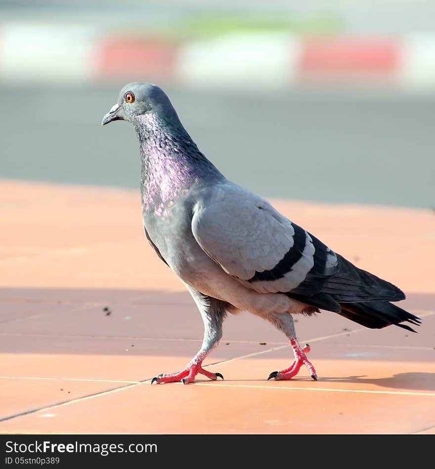 Pigeon is walking at street