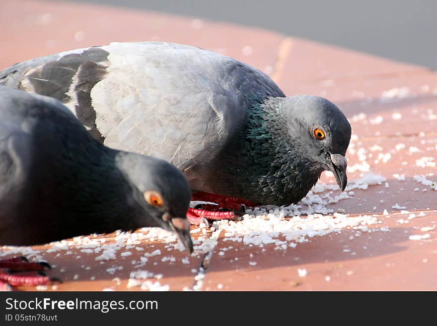 Closeup of the freedom pigeon