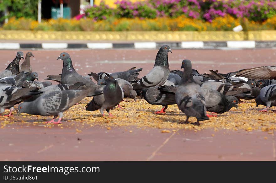 Freedom pigeon at the street