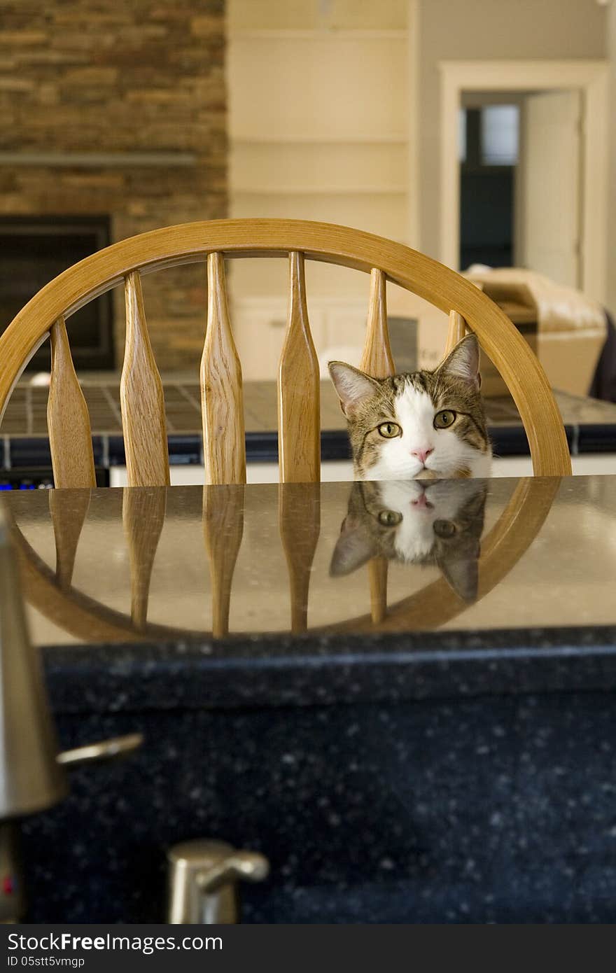 Cat sitting in a chair with its reflection showing on the counter top. Cat sitting in a chair with its reflection showing on the counter top.