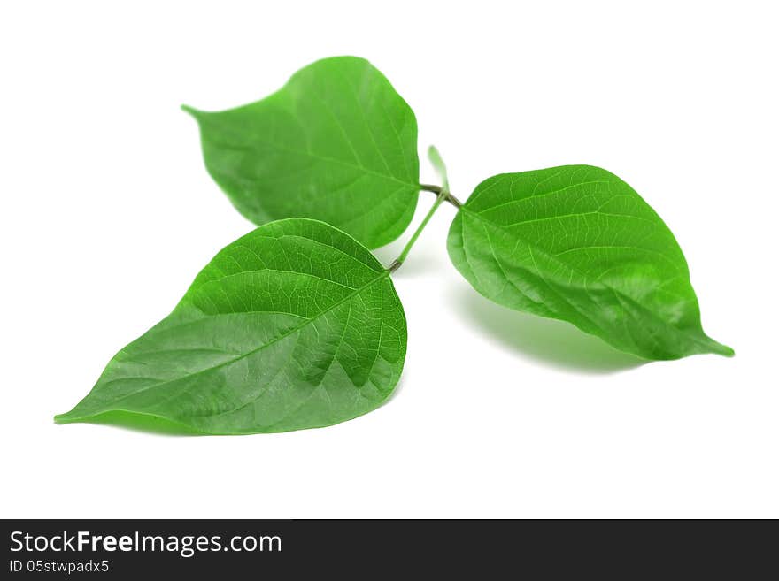 Green leaf isolated on white background