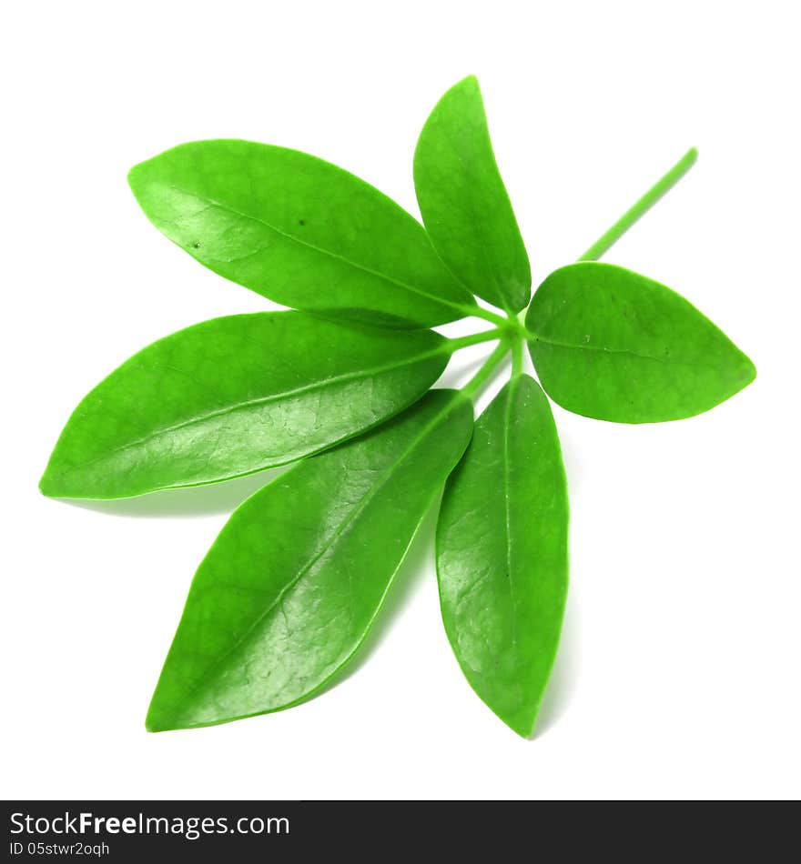 Green leaf isolated on white background