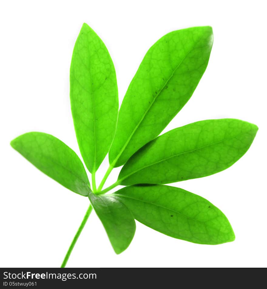 Green leaf isolated on white background