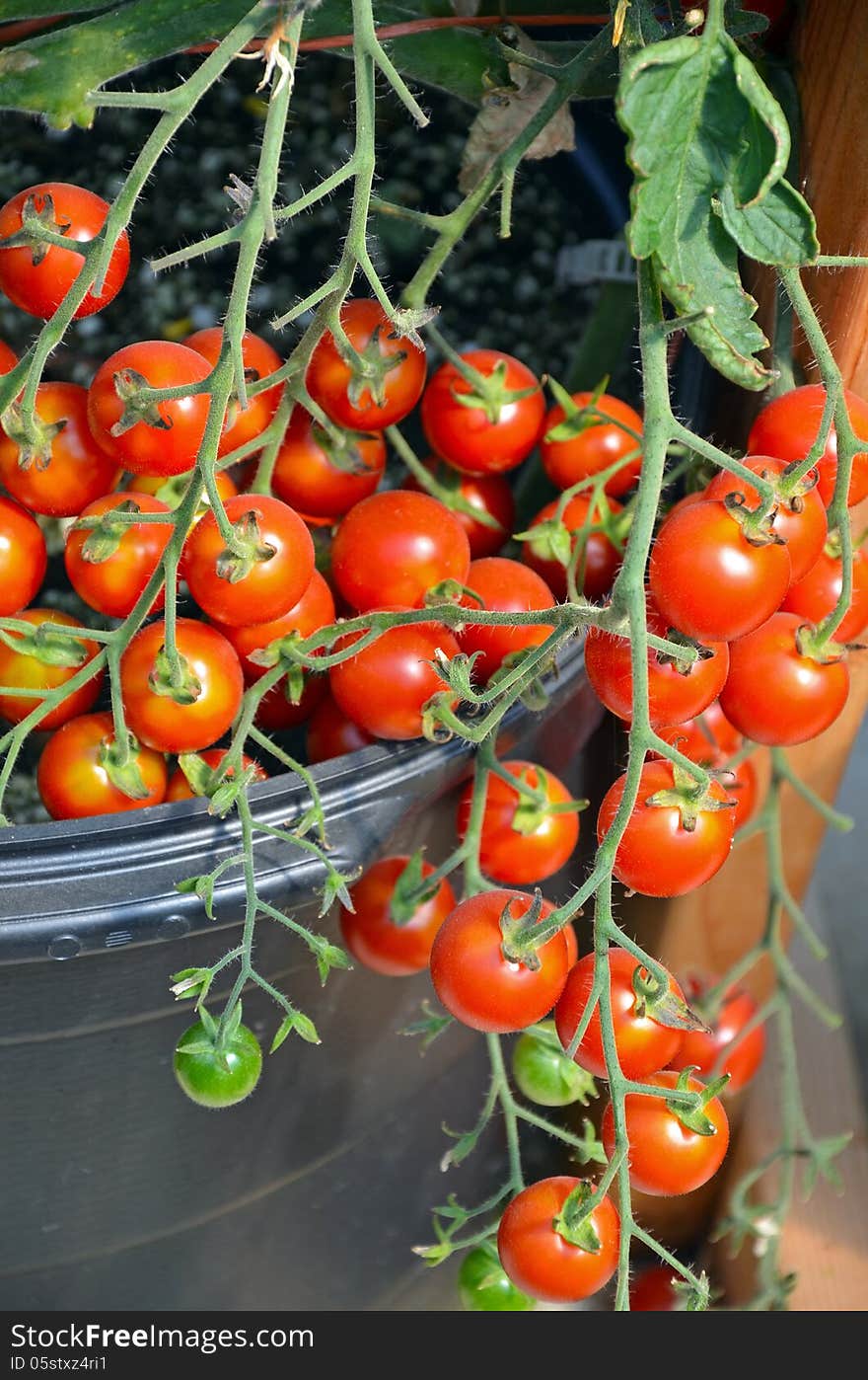 Fresh cherry tomatoes