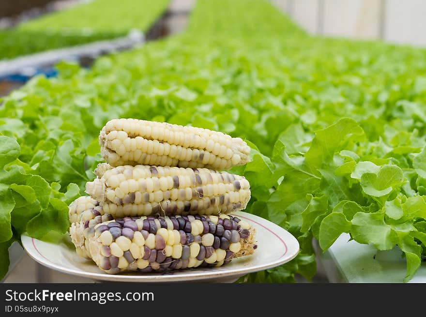 Corn cobs on the dish