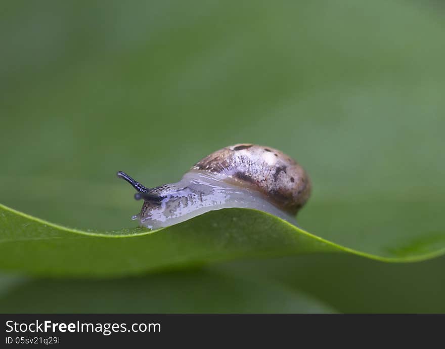 Gastropods. (Gastropoda). class of invertebrate animals have in the vast majority of asymmetric spiral coiled sink. Gastropods. (Gastropoda). class of invertebrate animals have in the vast majority of asymmetric spiral coiled sink.