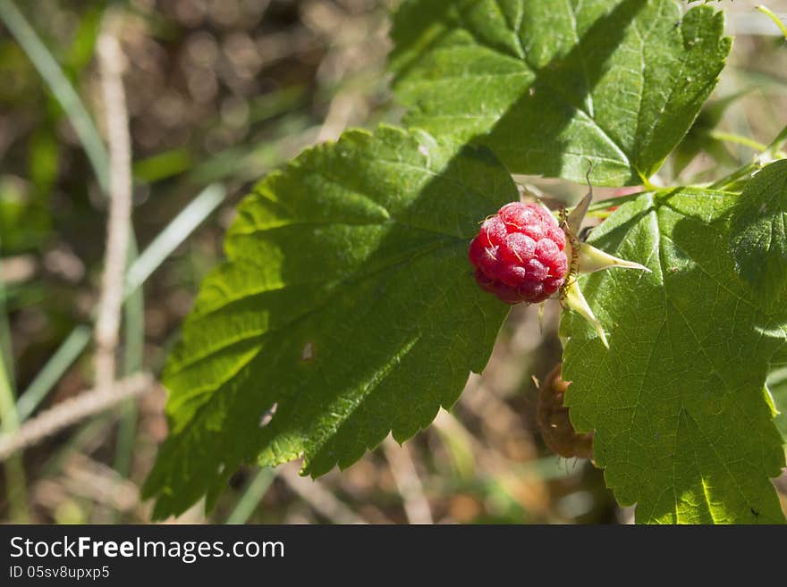 Wild raspberry