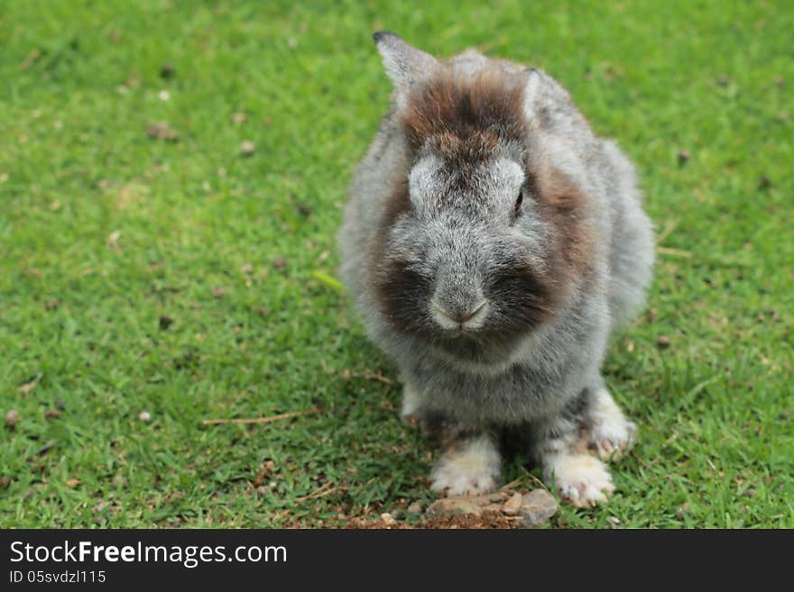 Bunny rabbits ,CHIANGMAI NIGHT SAFARI. Natural Theme Park, World's Largest Night Safari