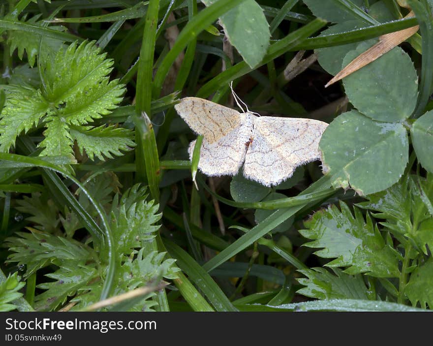 Butterfly Herbal Cactus &x28;lat. Crambidae&x29;.