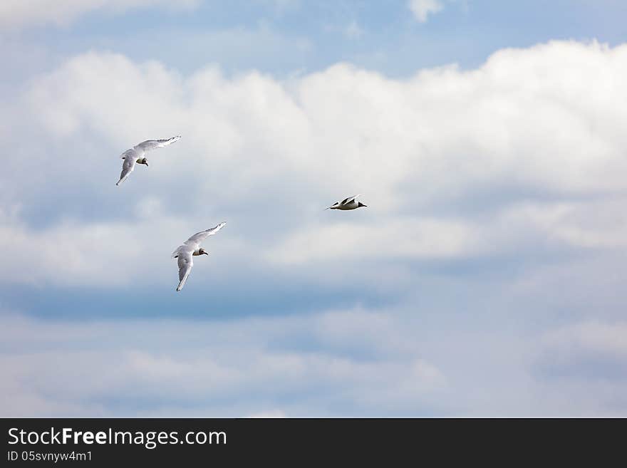 The Black-headed Gull is a small gull which breeds in much of Europe and Asia, and also in coastal eastern Canada. Most of the population is migratory, wintering further south, but some birds in the milder westernmost areas of Europe are resident.