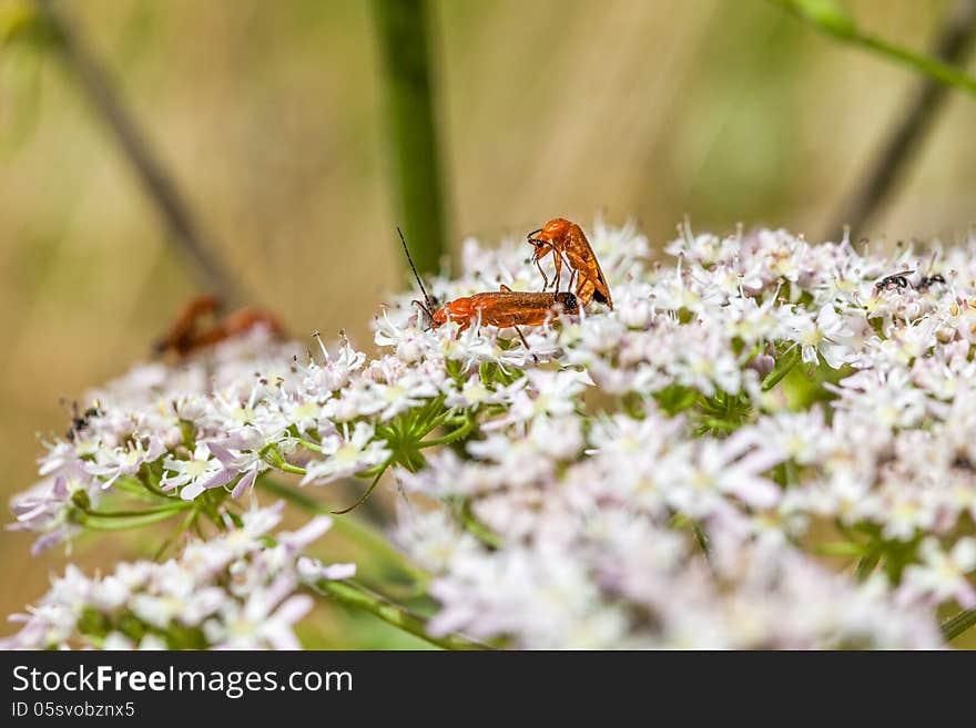 The Common Red Soldier Beetle is a medium-sized, narrow beetle commonly found on open-structured flowers, such as daises, Cow Parsley and Hogweed, during the summer. It can be spotted in grassland, woodland, along hedgerows and in parks and gardens. Adults feed on aphids, and also eat pollen and nectar. Larvae prey on ground-dwelling invertebrates, such as slugs and snails, and live at the base of