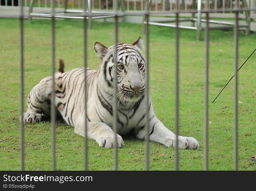 The big white tiger in the zoo.