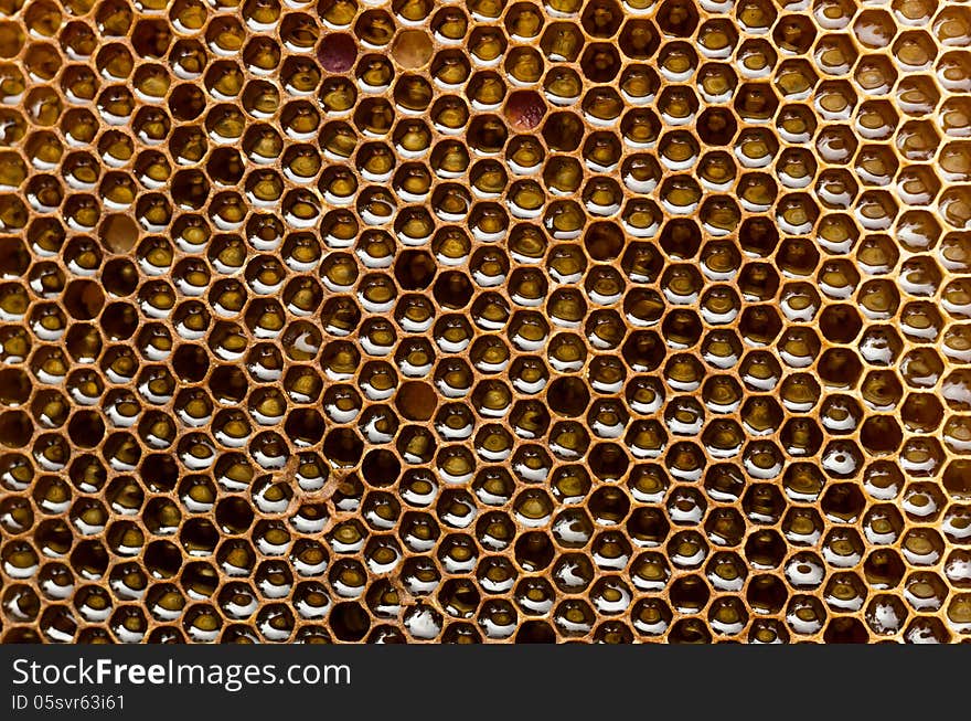 Honeycombs full of honey close-up in each cell is reflected sky