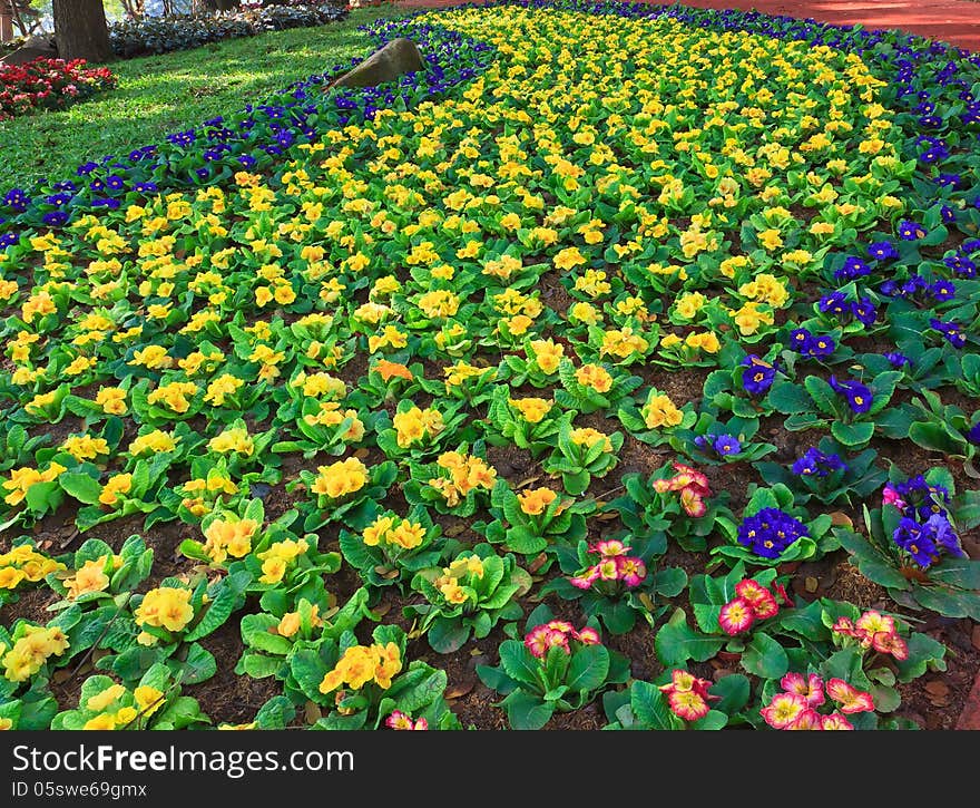 Colorful Flowers.