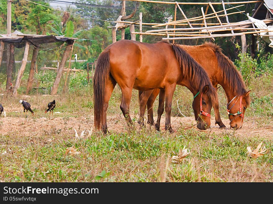 Two horses eating grass during the summer. Two horses eating grass during the summer.