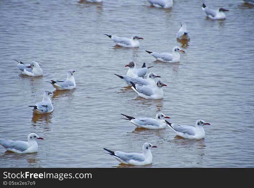 Seagulls floating on the water.