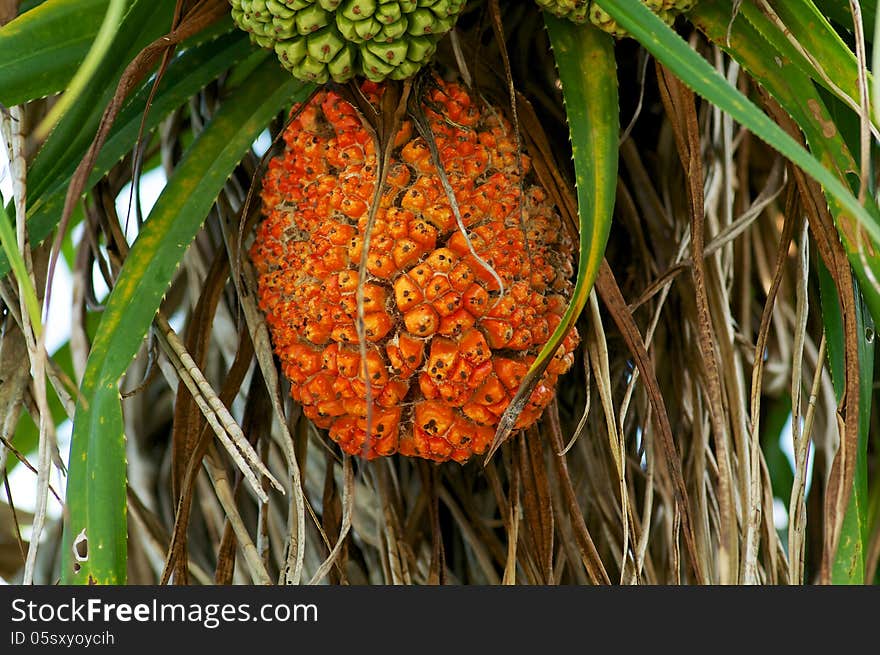 Big Ripe Pine Fruit in Natural Environment closeup. Big Ripe Pine Fruit in Natural Environment closeup