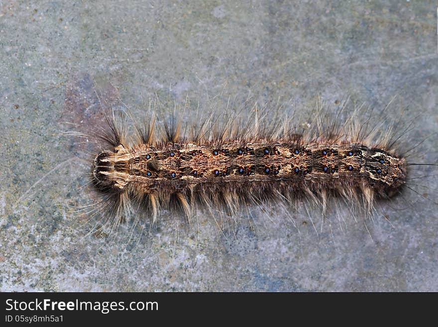 Close up of blue spotted caterpillar, top view