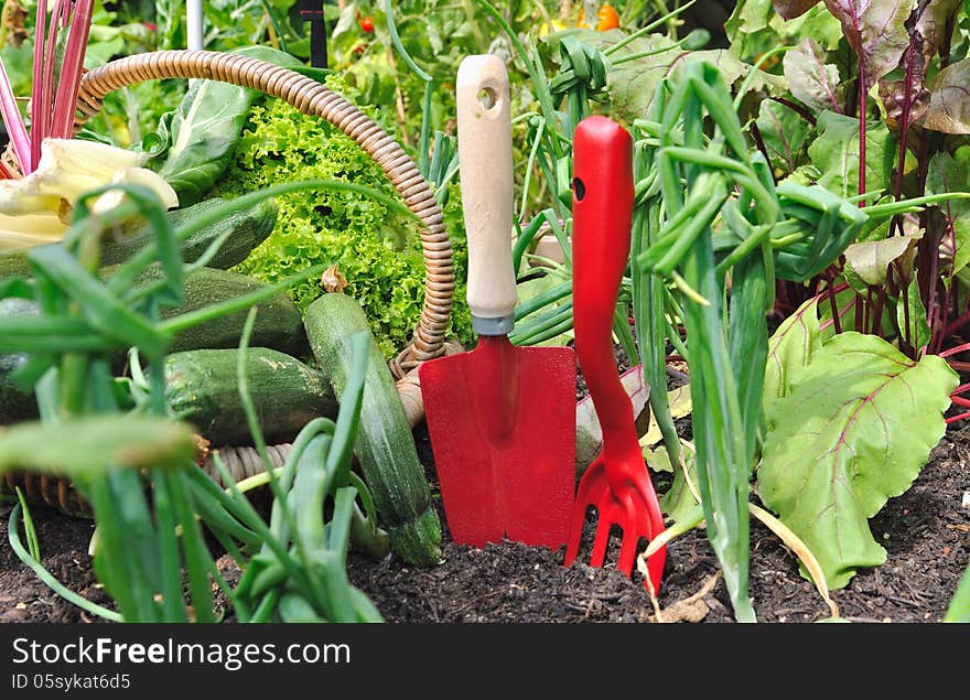 Gardening tools with basket of vegetables from the garden. Gardening tools with basket of vegetables from the garden